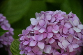 Enlarge photo 660