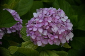 Enlarge photo 661
