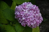 Enlarge photo 662