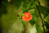 Enlarge photo 672