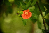 Enlarge photo 676