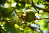 Enlarge photo 679