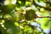 Enlarge photo 680