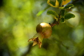 Enlarge photo 681