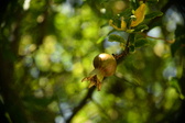 Enlarge photo 682