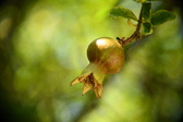 Enlarge photo 684