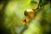 Enlarge photo 685