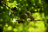 Enlarge photo 702