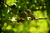 Enlarge photo 703
