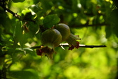 Enlarge photo 704