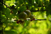 Enlarge photo 705