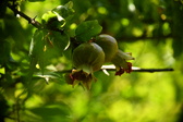 Enlarge photo 706