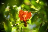 Enlarge photo 710
