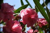 Enlarge photo 714