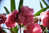 Enlarge photo 715