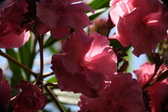 Enlarge photo 716