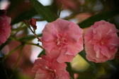 Enlarge photo 717