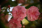 Enlarge photo 718