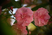 Enlarge photo 719