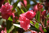 Enlarge photo 720