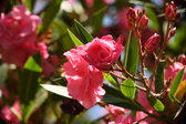 Enlarge photo 721