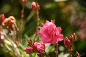 Enlarge photo 722