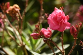 Enlarge photo 723