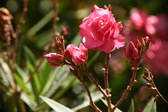 Enlarge photo 724