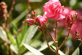 Enlarge photo 725