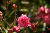 Enlarge photo 726