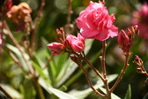Enlarge photo 727