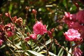 Enlarge photo 728