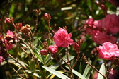 Enlarge photo 729