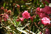 Enlarge photo 730