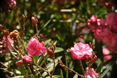 Enlarge photo 731