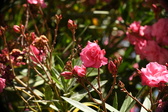 Enlarge photo 732