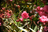 Enlarge photo 733