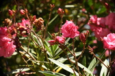 Enlarge photo 734