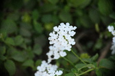 Enlarge photo 735