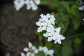 Enlarge photo 736