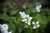 Enlarge photo 737