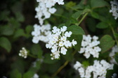 Enlarge photo 739