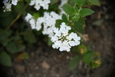 Enlarge photo 741
