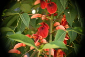 Enlarge photo 762