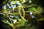 Enlarge photo 774