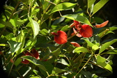 Enlarge photo 775