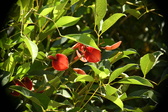 Enlarge photo 779
