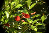 Enlarge photo 780