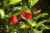 Enlarge photo 781