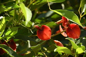 Enlarge photo 784